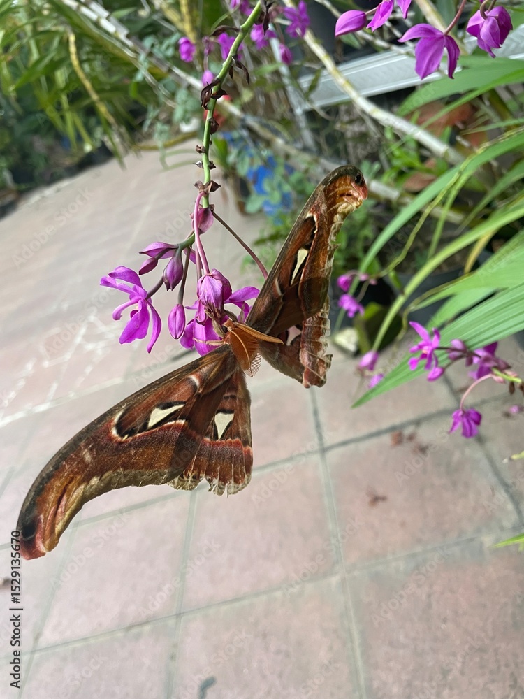 Fototapeta premium butterfly on flower