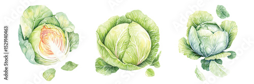 cabbage Watercolor painted vegetables. Fresh colorful veggies vector illustration