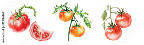 Tomatoes cherry Watercolor painted vegetables. Fresh colorful veggies vector illustration