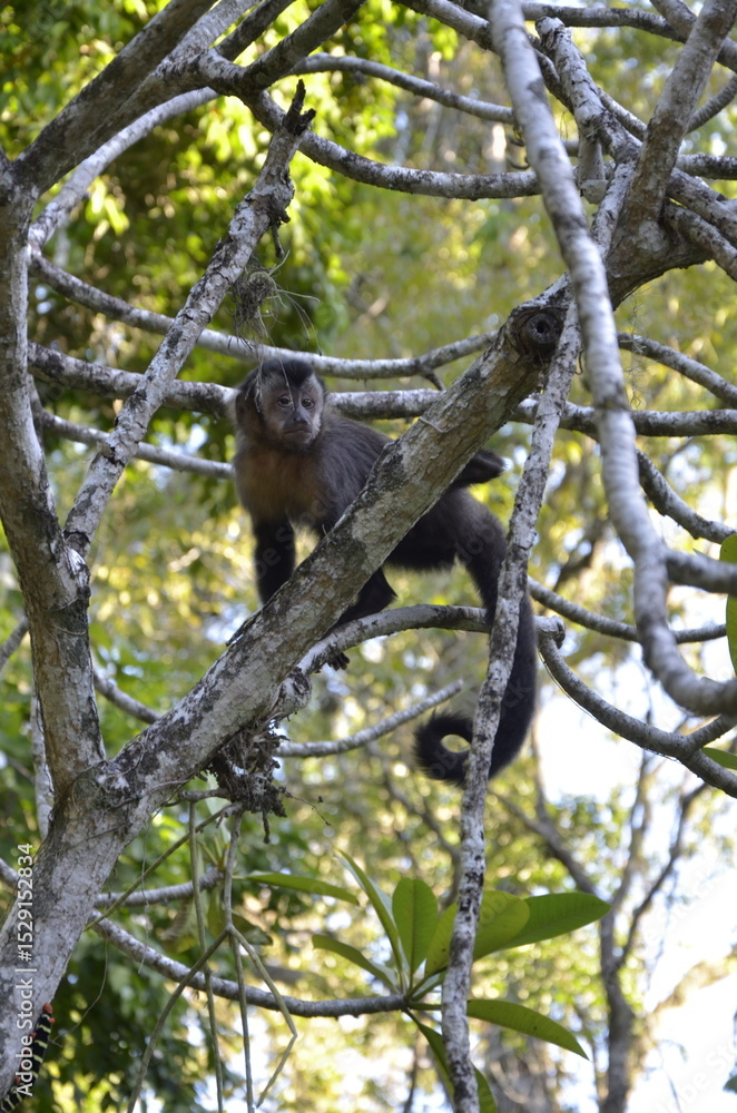 Fototapeta premium Capuchin monkey (scientific name: Sapajus spp.), of the species Sapajus apella