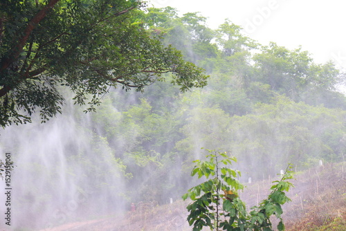 forest,misty morning in the forest