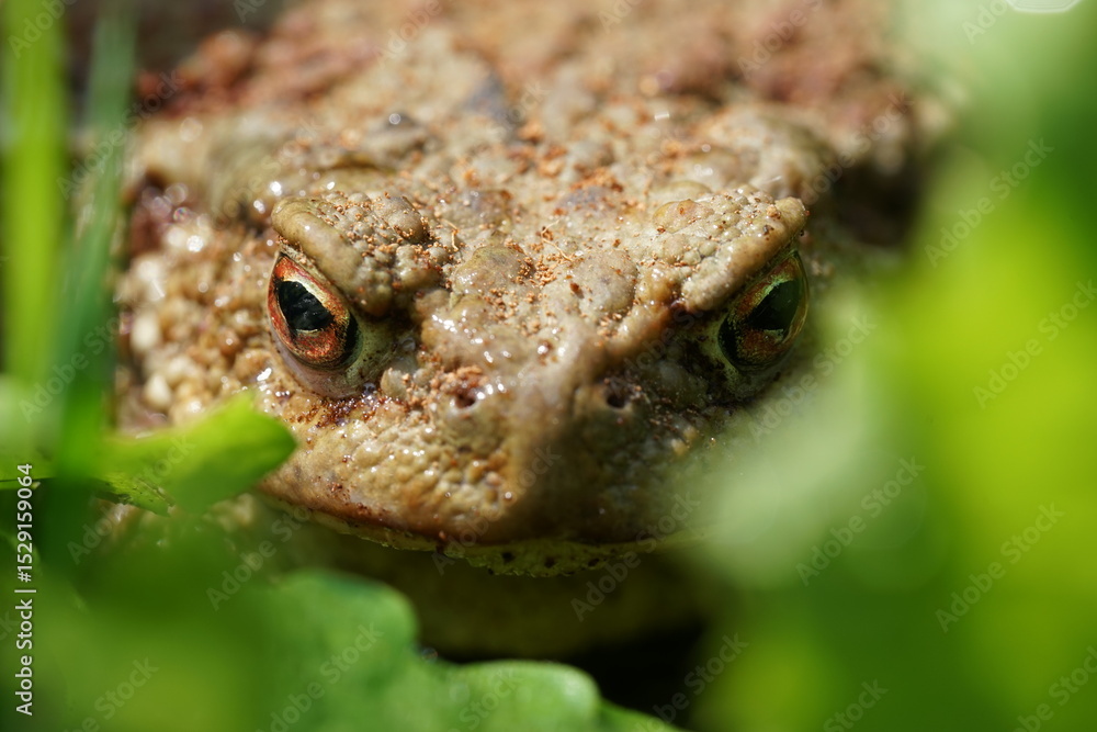 Obraz premium Closeup view of Common toad (Bufo bufo) in summer garden. A rarity to see them in the wild.
