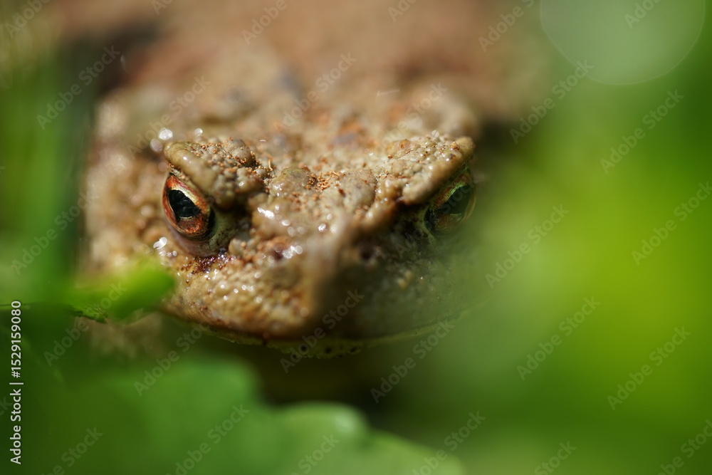 Obraz premium Closeup view of Common toad (Bufo bufo) in summer garden. A rarity to see them in the wild.