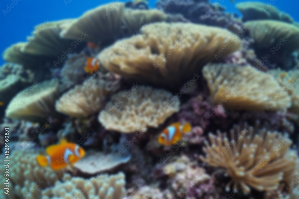 Fototapeta premium Blurry photo of beautiful coral reef, there are small kikan playing in the coral, nemo fish and other small fish
