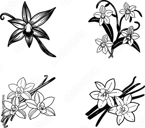 Vanilla orchid flower black and white illustrations