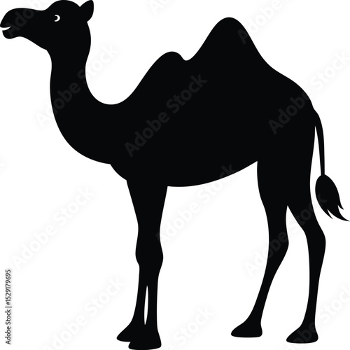 Camel vector illustration
