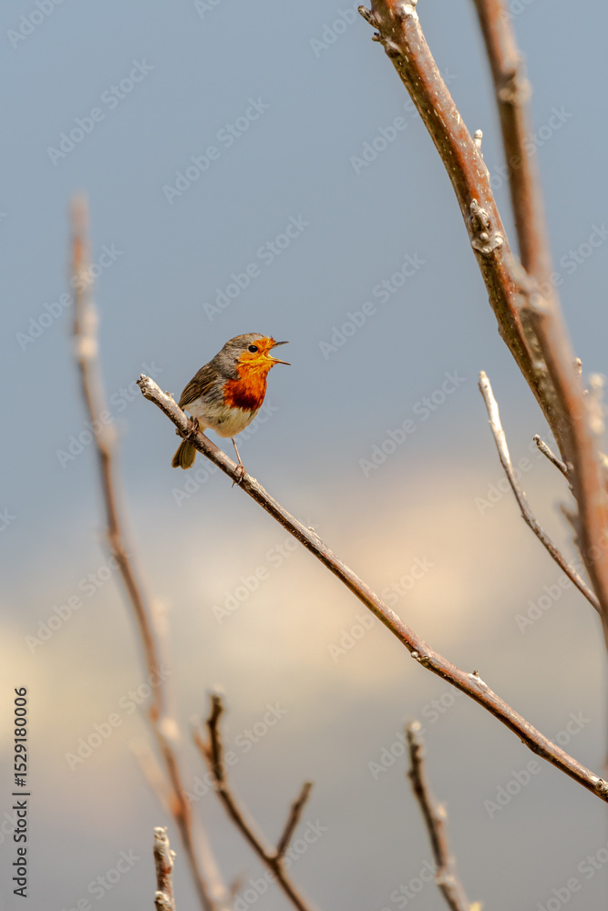 Erithacus rubecula pertenece a la familia de Muscicapidae. Erithacus rubecula pertenece a la familia de Muscicapidae.