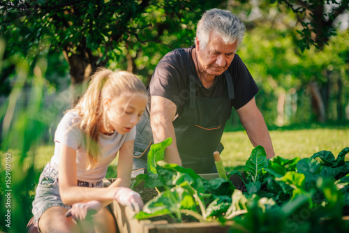 Wallpaper Mural Grandfather and granddaughter gardening together, cultivating family bonds and fresh vegetables Torontodigital.ca