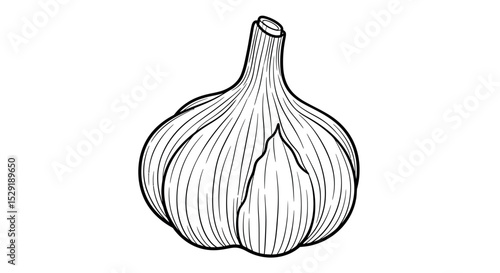 Hand Drawn Garlic Bulb Outline - Vector Vegetable Sketch