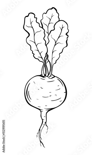 Hand-drawn vector sketch of a beet with leaves. Black and white beetroot illustration, isolated on white. Great for organic food, packaging, and botanical design.