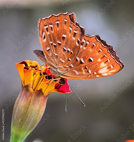 Obraz na plátně butterfly on flower
