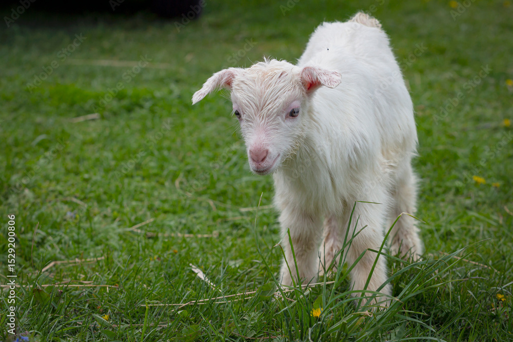 Naklejka premium Lovely white baby goat on grass. White baby goat standing on green grass 