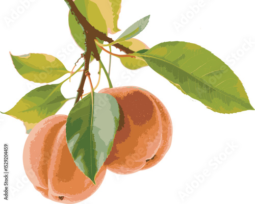 orange fruit tree