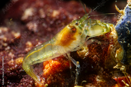 Bild auf Leinwand Gambero (Alpheus sp