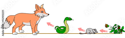 Food chain in nature. Ecological producers, consumers. Energy pyramid. Primary, secondary tertiary decomposers. Fox, sneak, mouse, sneak, plants. Vector illustration