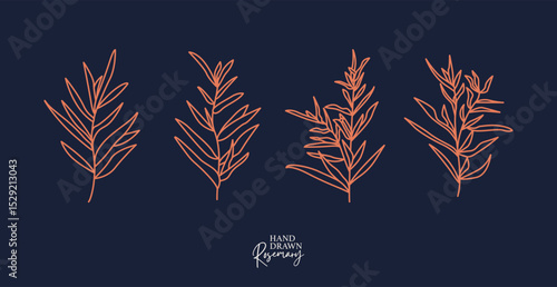 Rosemary Branch and Herbal Oil Logo or Rosemary Icon, Herbs Elements in Vector Format, Floral Rosemary Frame and Border, Hand-Drawn Rosemary Botanical