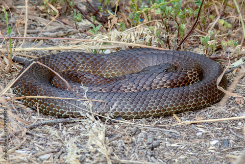 Tiger Snake (Notechis scutatus) - Coiled Native Australian Snake in Natural Habitat