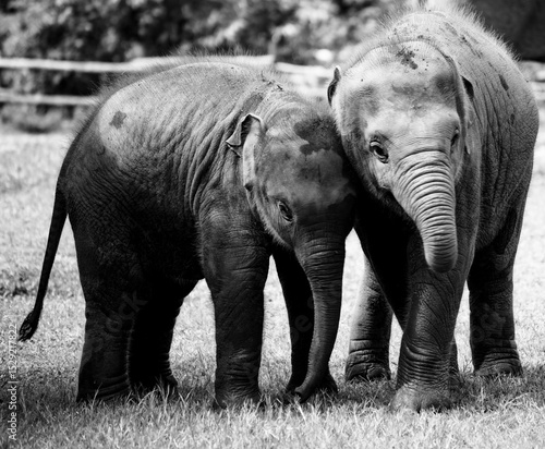 Photography baby elephants playing