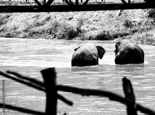 Photography elephants in the river