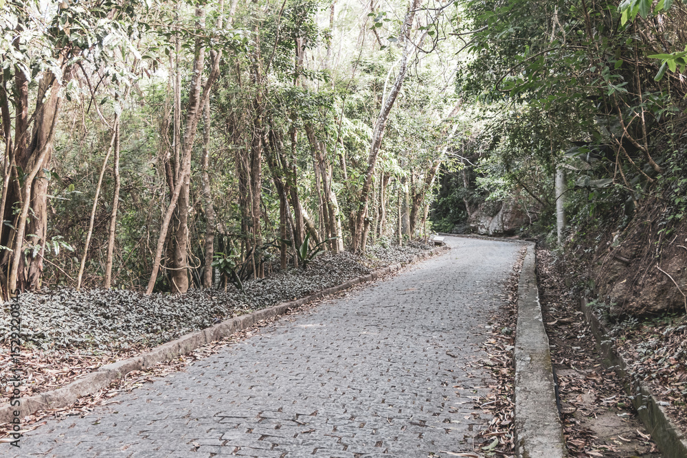 Fototapeta premium Walking path trail rainforest mountains in Rio de Janeiro Brazil.