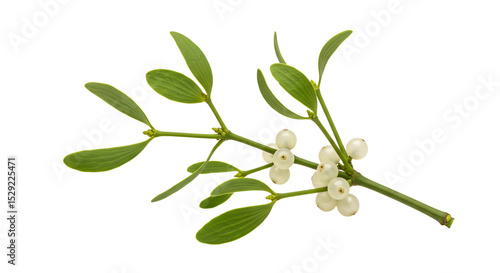 A close-up of a mistletoe branch with white berries and green leaves, symbolizing holiday traditions and winter celebrations