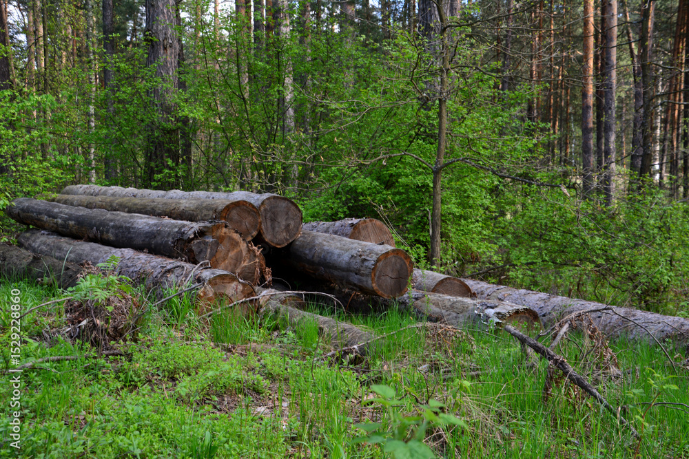 Pile of logs in a forest isolated on the ground among trees deforestation Pile of logs in a forest isolated on the ground among trees deforestation