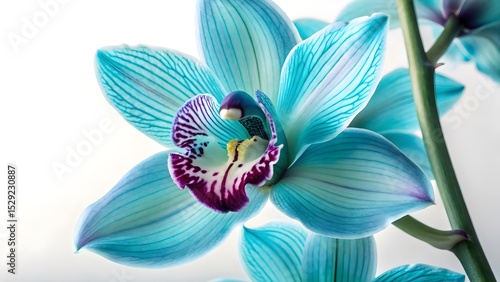 Stunning turquoise orchid flower, close-up macro shot, vibrant petals, isolated on white background.