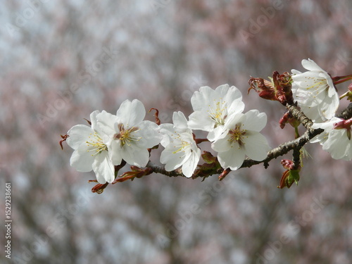 日本の花・桜