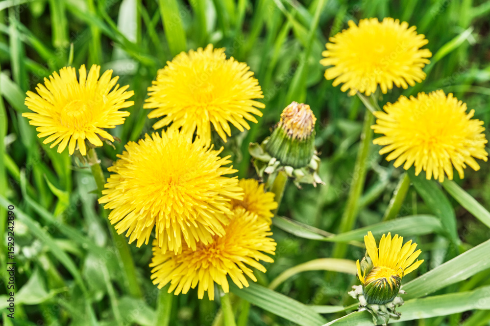 Fototapeta premium Bright Yellow Dandelions Blooming in Grass