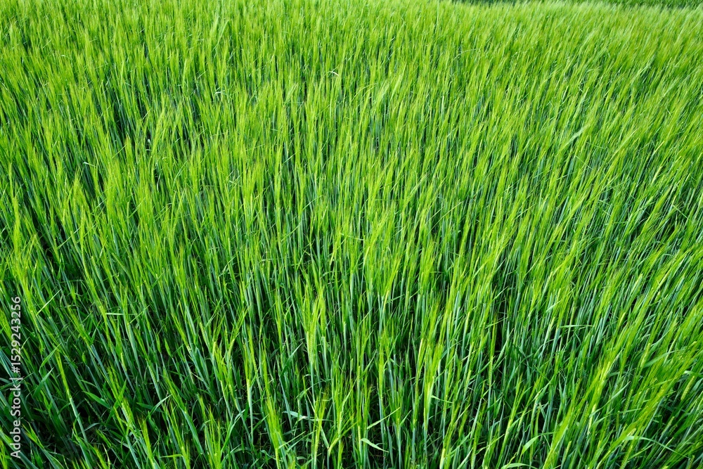 Obraz premium green cornfield