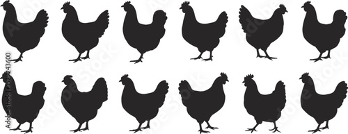 Chicken silhouette set for farm design, black hen vector illustration, poultry animal icon pack for vintage, rustic,