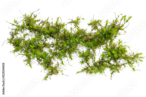 Green moss growing on a white background, flat lay, isolated on a transparent background	
