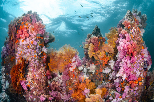 Bild auf Leinwand Colorful underwater landscape of Talang Pinnacle or Stonehenge, the most popular dive site for scuba diving in the area of Lipe island, Tarutao National Park in Satun Province, Thailand