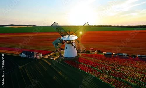 Wallpaper Mural Generate a drone loop circling a windmill turning slowly in the middle of blooming tulip fields, with colorful floral patterns forming natural stripes across the landscape. Use wide-angle framing and  Torontodigital.ca