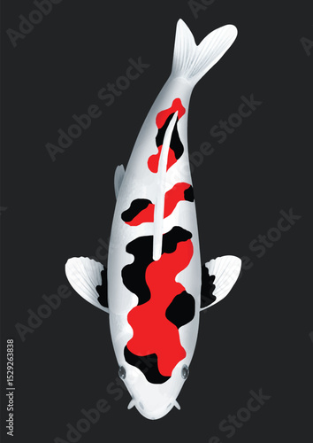 vector illustration of a koi fish