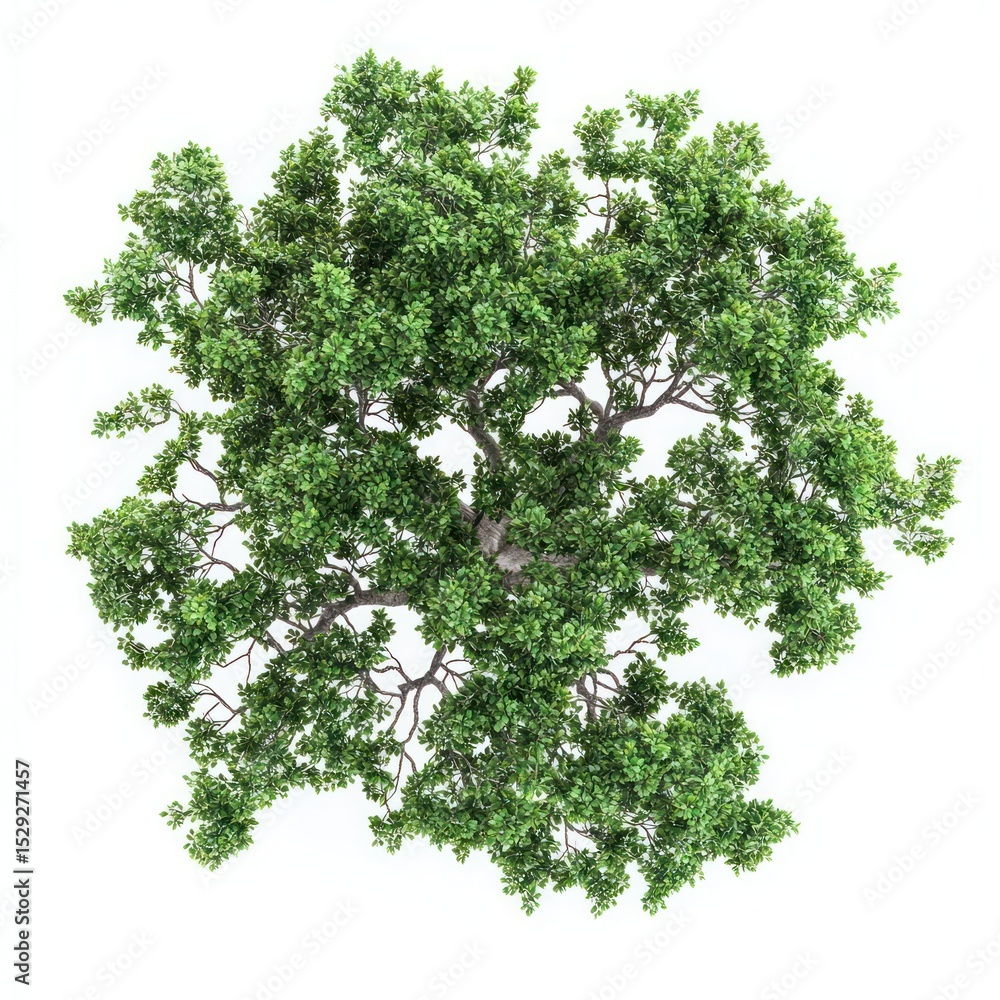 Obraz premium Real oak tree green view top.