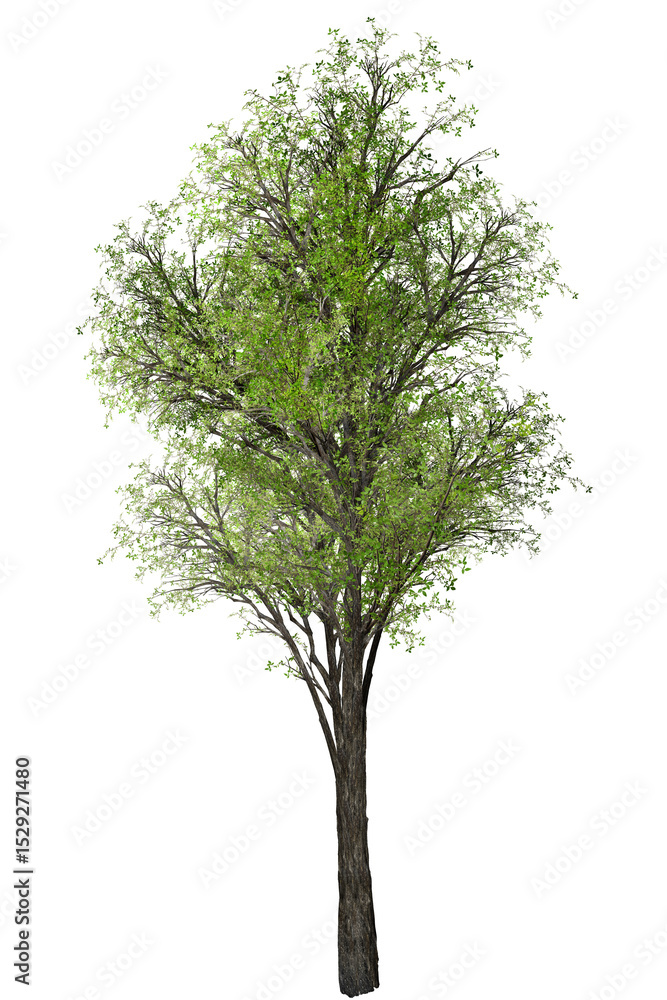 Fototapeta premium tree isolated on white background