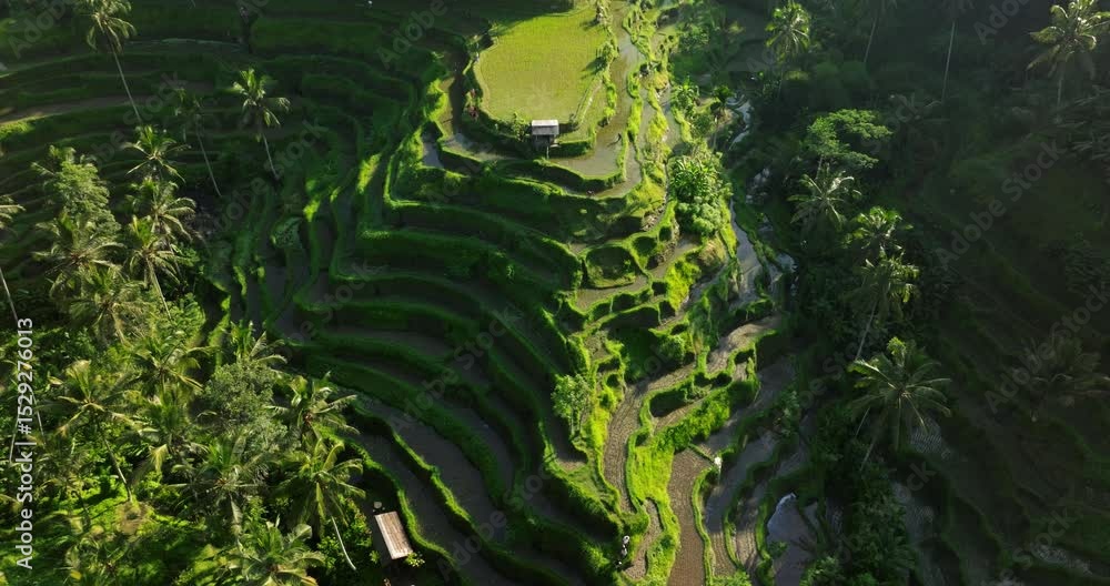Bali rice terrace fields aerial drone Tegallalang Ubud sunny morning Bali rice terrace fields aerial drone Tegallalang Ubud sunny morning