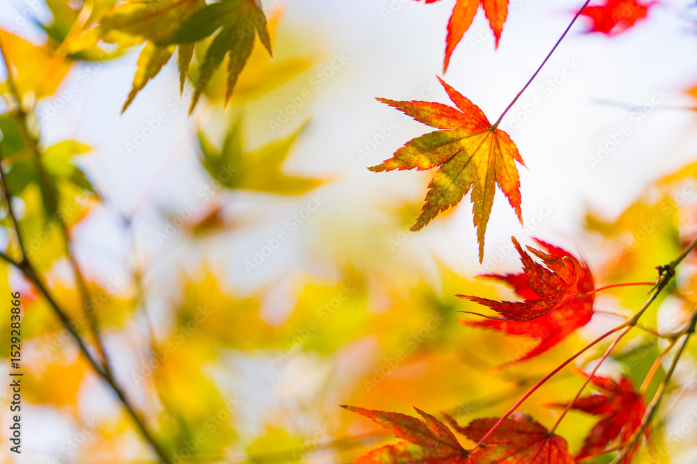 Fototapeta premium 紅葉