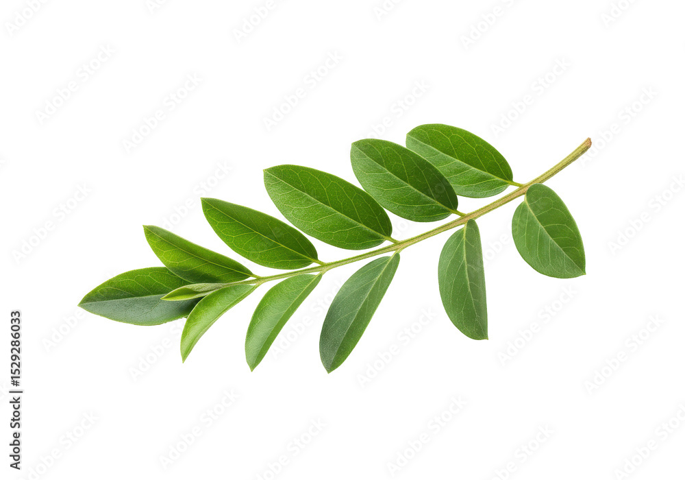 Naklejka premium Green leaf branch isolated on white background, showcasing natural beauty and detail