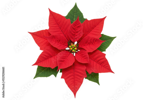 Vibrant red poinsettia flower with lush green leaves against a white background