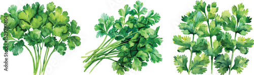 Cilantro Herb Vector Illustration Isolated on White Background