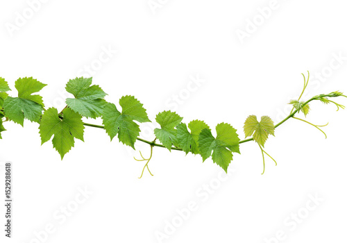 Wallpaper Mural Green grapevine leaves cascading gracefully against a white background, ideal for nature themes Torontodigital.ca
