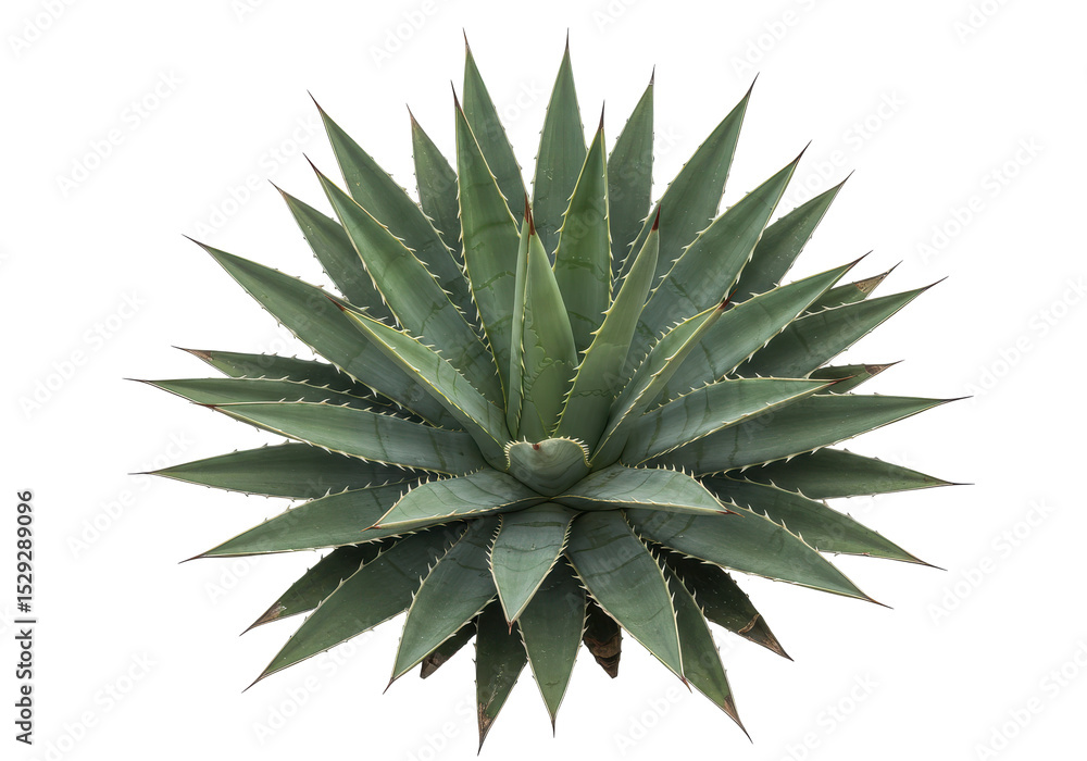 Fototapeta premium A vibrant green agave plant displaying its symmetrical rosette shape against a plain background