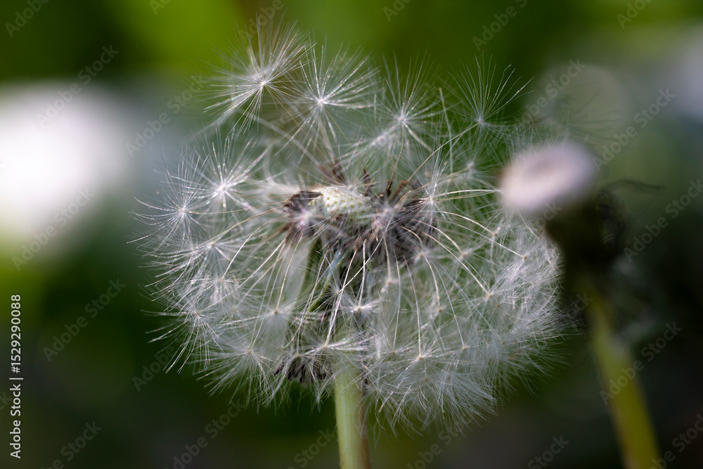 Fototapeta premium summer picture, summer mood, close-up of a broken dandelion head, deflated dandelion,