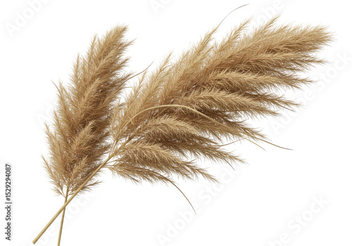Beautiful pampas grass arrangement showcasing natural elegance against a white background