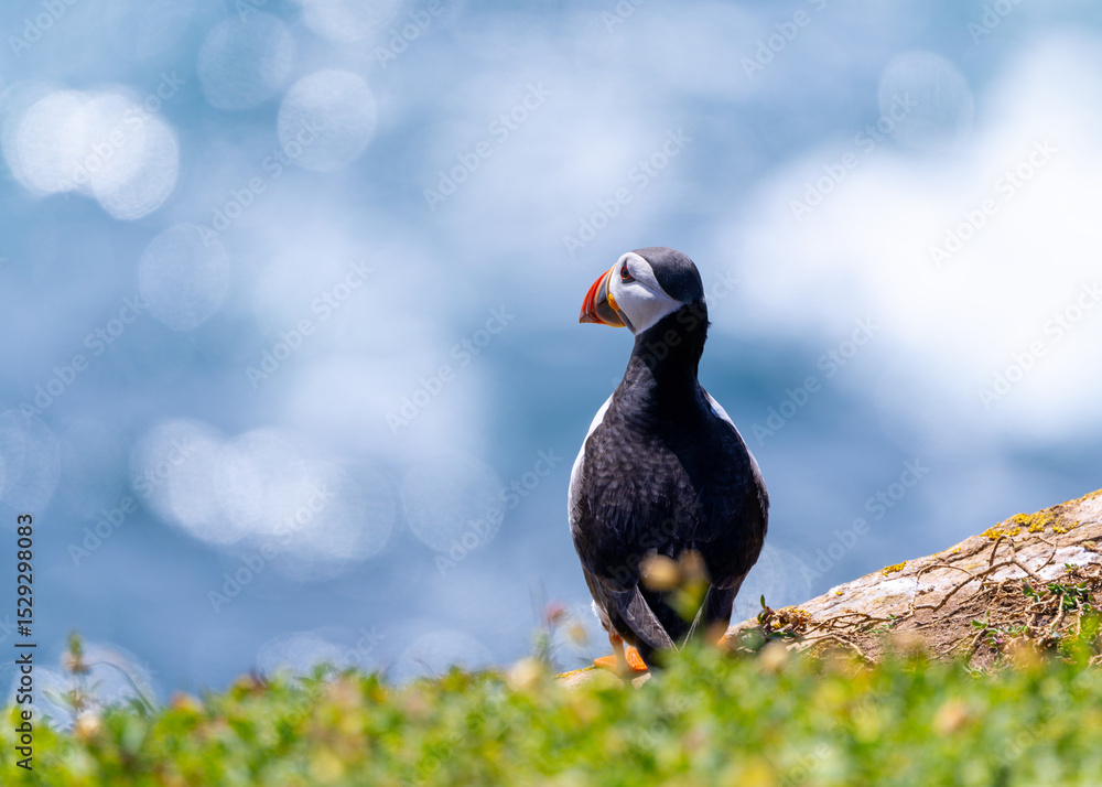 Fototapeta premium Atlantic puffin seabird 