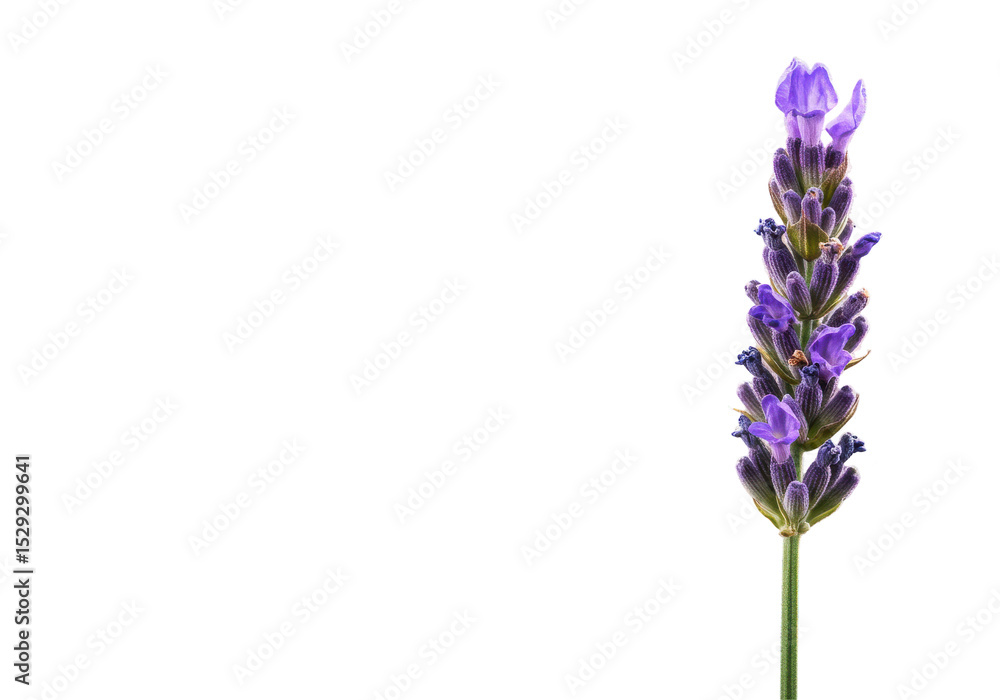 Fototapeta premium Close-up of a vibrant lavender flower against a black background, showcasing its beauty