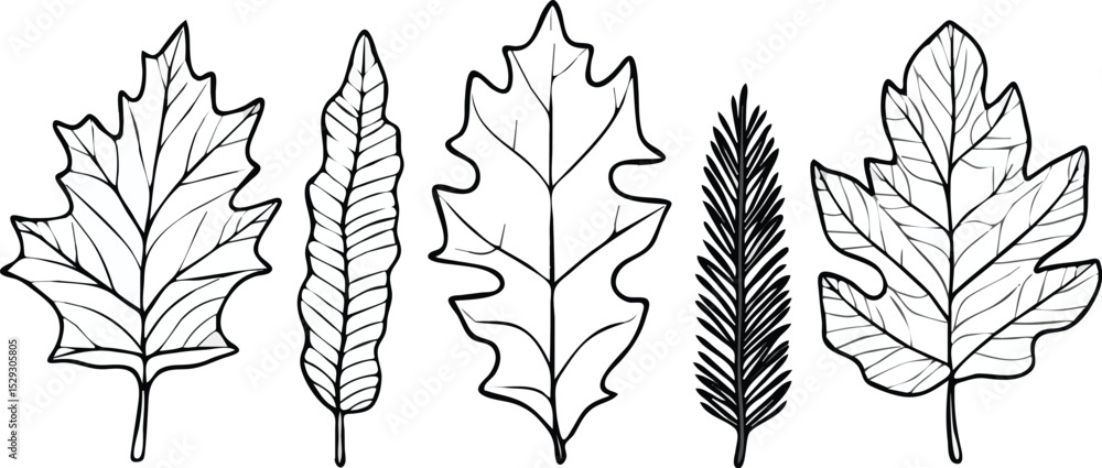 Fototapeta premium Set of five hand drawn leaves vector illustration isolated on white background concept for print, web design, banner, poster, sticker, card and textile design
