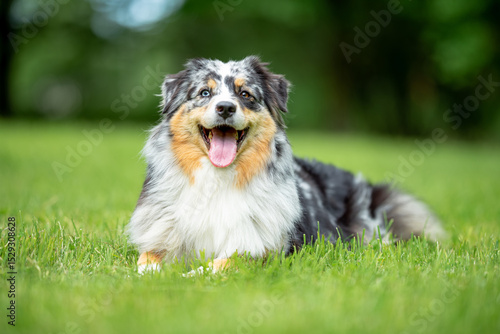 Blue Merle Australian Shepherd Dog Standing on Green Grass in Summer Park
